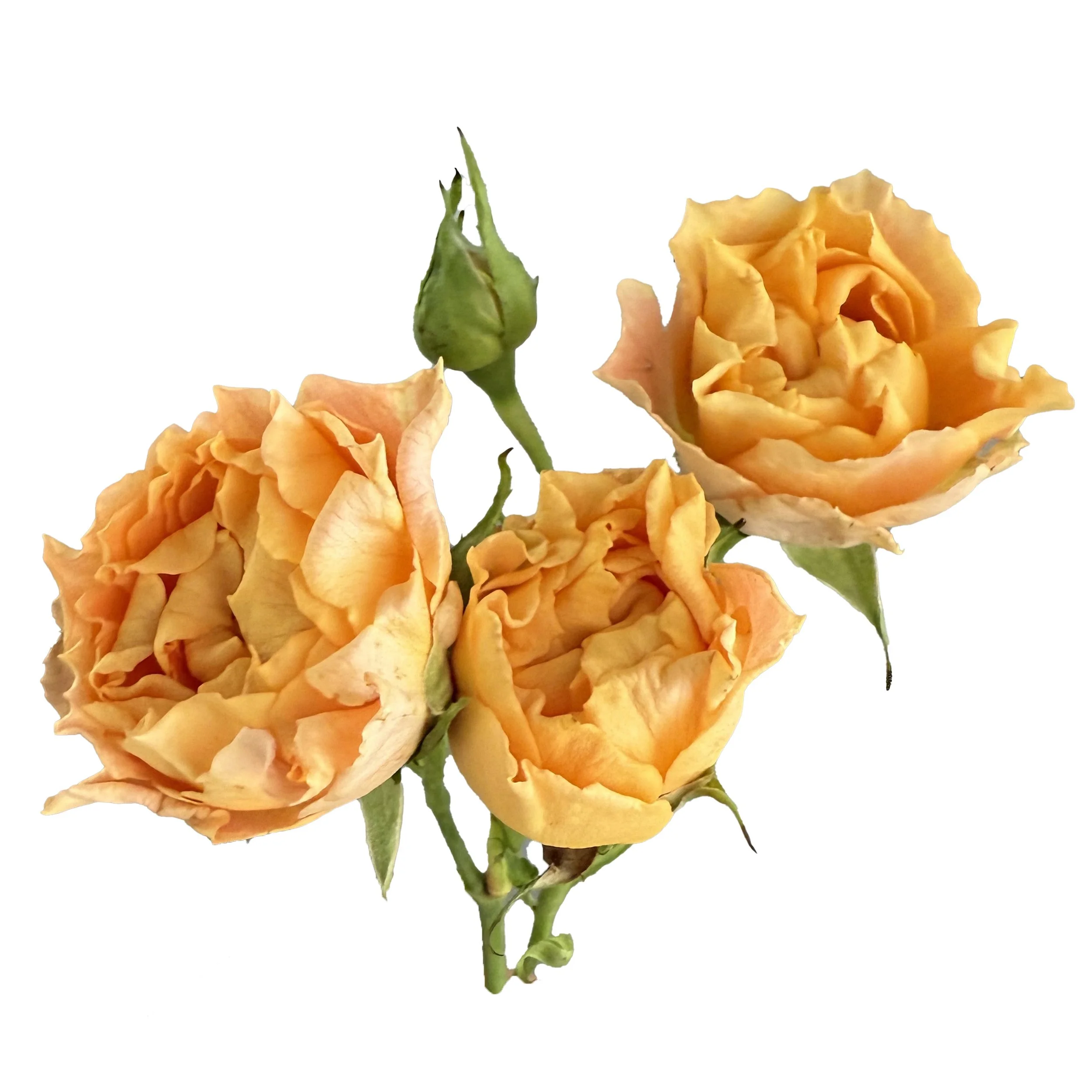 Princess Garden Roses